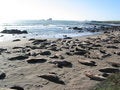 Free Elephant Seals Royalty Free Stock Images - 4238579