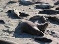 Free Elephant Seals Royalty Free Stock Images - 4238619