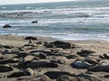 Free Elephant Seals Royalty Free Stock Photo - 4238625
