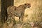 Free Watchful Cheetah With Cubs Royalty Free Stock Images - 4230849