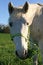Free A White Horse Gives A Funny Look Stock Images - 4232304