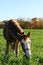 Free I Love My Pony Stock Photos - 4232343