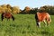 Free Horses Eating In An Open Pasture Royalty Free Stock Photo - 4232375