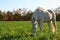 Free A Horse Standing In An Open Pasture Royalty Free Stock Photos - 4232438