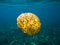 Free Jelly Fish Stock Photography - 4232492