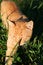 Free An Orange Kitten Hunting For Prey Royalty Free Stock Photography - 4232537