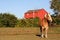 Free A Horse Standing In An Open Pasture Royalty Free Stock Photography - 4232727