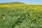Free Spring Background Stock Photos - 4232783