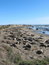 Free Elephant Seals With Sky Royalty Free Stock Photos - 4238568