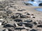 Free Elephant Seals Royalty Free Stock Photo - 4238575