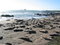 Free Elephant Seals Royalty Free Stock Images - 4238579