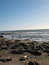Free Elephant Seals Royalty Free Stock Photography - 4238597