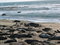 Free Elephant Seals Royalty Free Stock Photo - 4238625