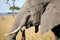 Free Elephant Eating Grass Royalty Free Stock Photo - 4239745