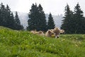 Free Swiss Cow On The Meadow Stock Images - 4246174