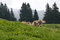 Free Swiss Cow On The Meadow Stock Images - 4246174