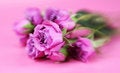 Free Soft Focus Roses Stock Photography - 4252312