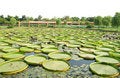 Free Victoria Amazonica Stock Photography - 4255642