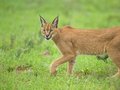 Free Caracal Stare Royalty Free Stock Photography - 4259627