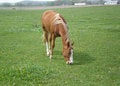 Free Bay Horse Eating Grass Stock Photo - 4264320