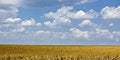 Free Wheat Field Royalty Free Stock Photo - 4269405