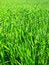 Free Field Of Green Wheat. Royalty Free Stock Image - 4265806