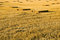 Free Straw Stubble Crop Harvest Stock Photography - 4268982