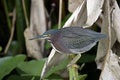 Free Green Heron Perched In The Reeds Stock Photos - 4271583