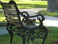 Free College Squirrel Stock Photos - 4271723