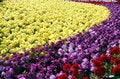 Free Flower Nursery In February Royalty Free Stock Photo - 4272055