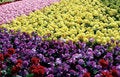 Free Flower Nursery In February Royalty Free Stock Images - 4272429