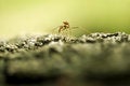 Free Ant Stock Photos - 4273673