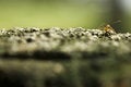 Free Ant Stock Image - 4273681