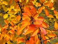 Free Fall Leaves Royalty Free Stock Photo - 4274075