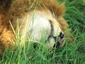 Free Lion Sleeping Royalty Free Stock Images - 4278499
