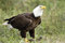 Free Bald Eagle Watching Over His Meal Stock Photos - 4271323
