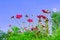 Free Portugal, Algarve, Lagos: Flora At The Beach Stock Photos - 4279683