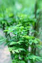 Free Barley Vegetable Stock Photos - 4282513