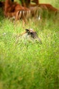 Free African Warthog Royalty Free Stock Photography - 4285027