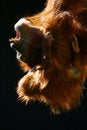 Free Orangutans Royalty Free Stock Images - 4285659