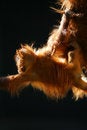 Free Orangutans Royalty Free Stock Photography - 4285667