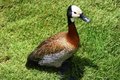 Free African White-faced Duck Royalty Free Stock Image - 4286316