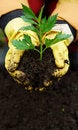 Free Growth Royalty Free Stock Image - 4288896