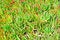 Free Portugal, Algarve, Sagres: Flora Royalty Free Stock Images - 4280759