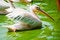 Free Pelicans In Water Royalty Free Stock Photo - 4288285