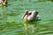 Free Pelican In Water Royalty Free Stock Photography - 4288287
