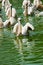 Free Pelicans In Water Royalty Free Stock Photo - 4288315
