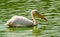 Free Pelican In Water Royalty Free Stock Image - 4288316