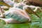 Free Pelicans In Water Royalty Free Stock Photography - 4288337