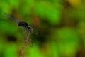 Free Blue Dragonfly Royalty Free Stock Photo - 4293245
